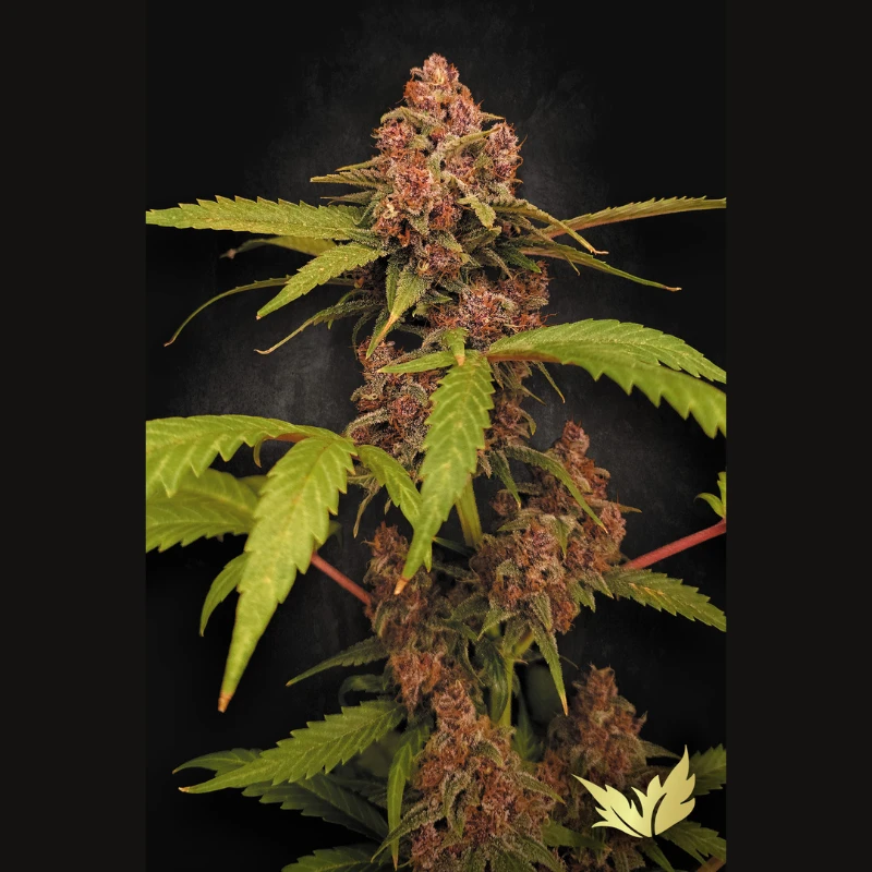 PS0575 - PARADISE SEEDS - BANANA PURPLE AUTO FEM | 3 SEEDS