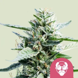 RQSFEMGDP003 - ROYAL QUEEN SEEDS - GRANDADDY PURPLE FEM (USA PREMIUM) | 3 SEEDS