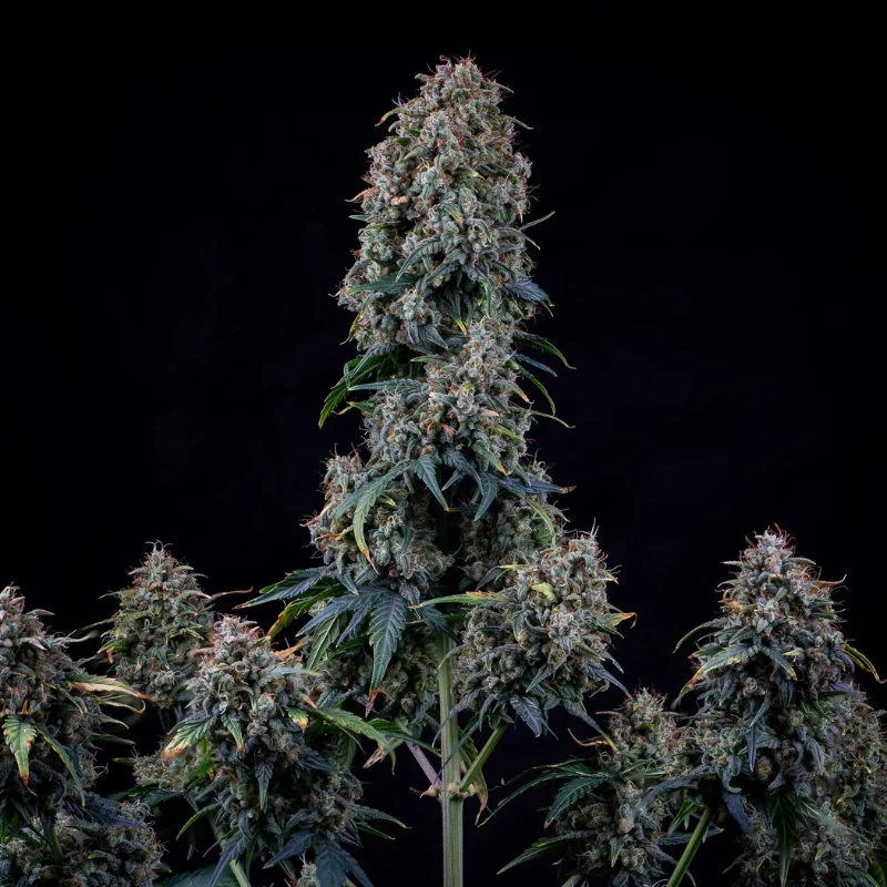 MPHGAVT0003A - MEPHISTO GENETICS - ALIEN VS: TRIANGLE AUTO FEM | 3+2 SEEDS