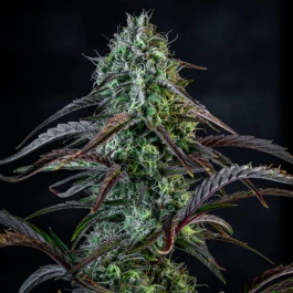 MPHGINB0003A - MEPHISTO GENETICS - ICE 'N' BAKED AUTO FEM | 3+2 SEEDS