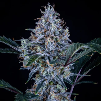 MPHGST0003A - MEPHISTO GENETICS - SUNDAE THUMPER AUTO FEM | 3+2 SEEDS