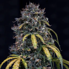 MPHGSOH0003A - MEPHISTO GENETICS - SUPER ORANGE HAZE AUTO FEM | 3+2 SEEDS