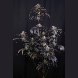 FBS005F42073 - FAST BUDS - STRAWBERRY GORILLA AUTO RF3 FEM | 5 SEEDS