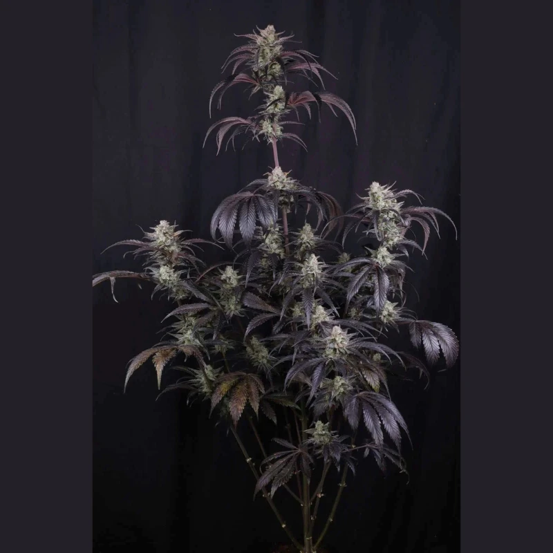 FBS003F42073 - FAST BUDS - STRAWBERRY GORILLA AUTO RF3 FEM | 3 SEEDS