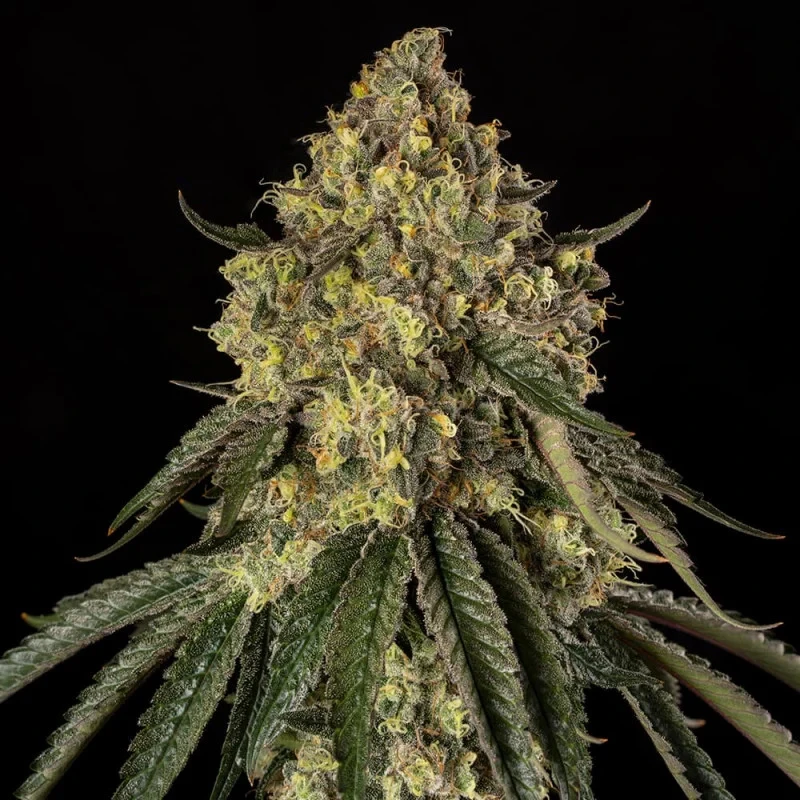 SILS034F03 - SILENT SEEDS - B-52 FEM | 3 SEEDS