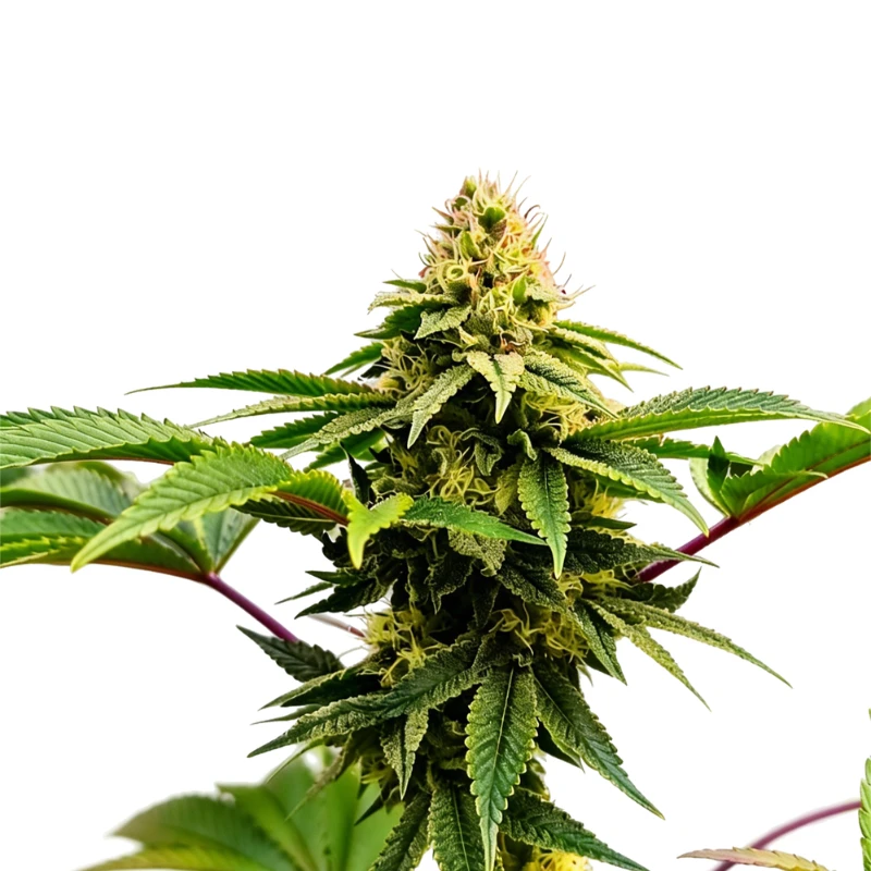 GRTFORI013-005 - GRATEFUL SEEDS - RASJELLY PAMQUEEN FEM (ORIGINAL EDITION) | 5 SEEDS