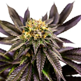 GRTFLIM011-005 - GRATEFUL SEEDS - SOUL BERRY FEM (LIMITED EDITION) | 5 SEEDS