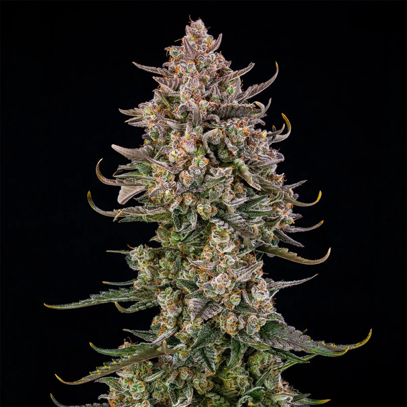 SILSTK003AF - SILENT SEEDS - TRIANGLE KUSH AUTO FEM | 3 SEEDS