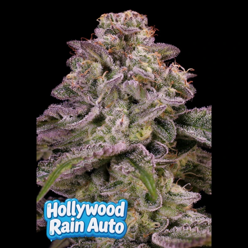 ANSHRAF0003 - ANESIA SEEDS - HOLLYWOOD RAIN AUTO FEM | 3 SEEDS