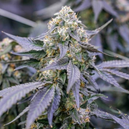 CKSFBF0003 - COOKIES - FRIED BANANA FEM | 3 SEEDS