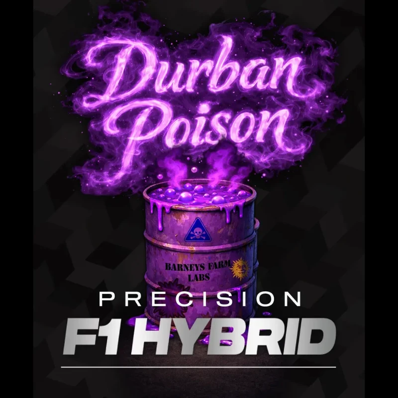 BF2011403 - BARNEY'S FARM - DURBAN POISON FEM (PRECISION F1 HYBRID) | 3 SEEDS