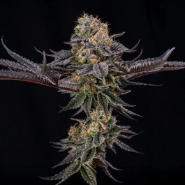 SILS035F005 - SILENT SEEDS - KING OF KINGS JULIAN MARLEY FEM | 5 SEEDS