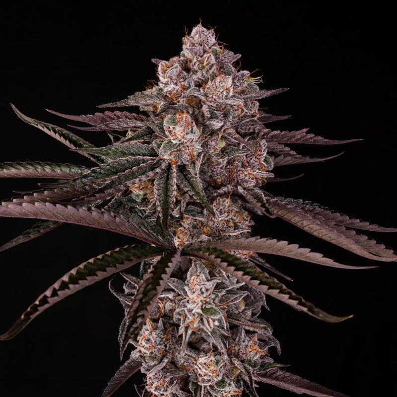 SILS038F003 - SSILENT SEEDS - JAMAICAN SUNSET JULIAN MARLEY FEM | 3 SEEDS