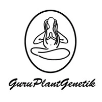 GURUENE05 - GURU PLANT GENETIK - ENERGY CBD FEM | 5 SEEDS