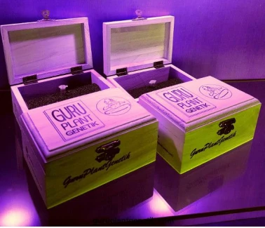 GURU PLANT GENETIK - BEATNI KUSH FEM | 6 SEEDS WOODEN BOX