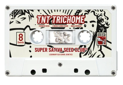 SUPER SATIVA SEED CLUB - TNT TRICHOME FEM | 5 SEEDS