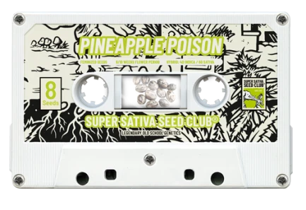 SUPER SATIVA SEED CLUB - PINEAPPLE POISON FEM | 3 SEEDS
