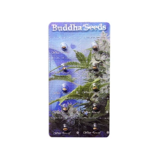 BUDDHA SEEDS - WHITE DWARF AUTO FEM | BLISTER 1x10 SEEDS
