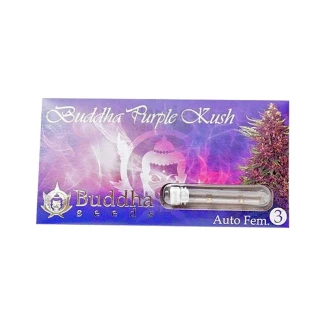 BUDDHA SEEDS - PURPLE KUSH AUTO FEM | 3 SEEDS