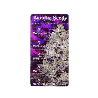 BUDDHA SEEDS - MORPHEUS FEM | BLISTER 1x10 SEEDS
