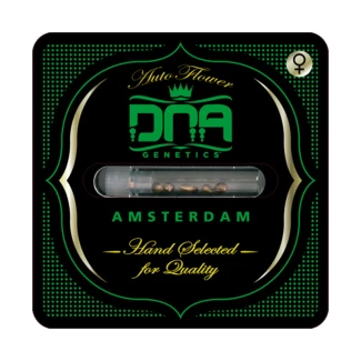 DNA GENETICS - AUTO STRAWBERRY BANANA FEM | 3 SEEDS