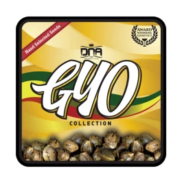 GYOFEM3007 - GROW YOUR OWN - R.K.S. FEM | 3 SEEDS