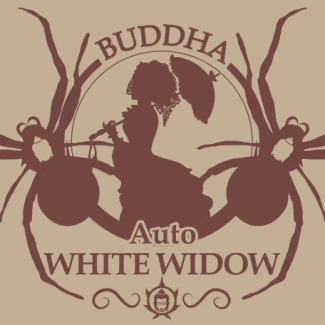 BUDDHA SEEDS - BUDDHA AUTO WHITE WIDOW CLASSIC FEM | BLISTER 1x10 SEEDS
