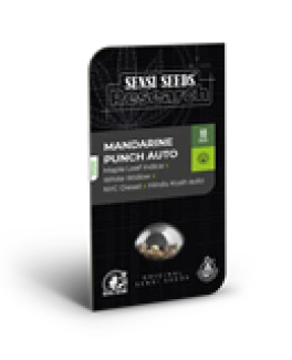 SENSI SEEDS RESEARCH - MANDARINE PUNCH AUTO FEM | 3 SEEDS