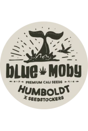 SSTKHF0003059 - SEEDSTOCKERS - BLUE MOBY AUTO FEM (SUPERIOR) | 3 SEEDS