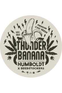 SEEDSTOCKERS - THUNDER BANANA FEM (SUPERIOR) | 5 SEEDS