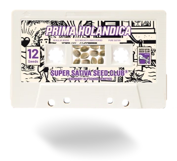 SSSC031201 - SUPER SATIVA SEED CLUB - PRIMA HOLANDICA REG | 12 SEEDS