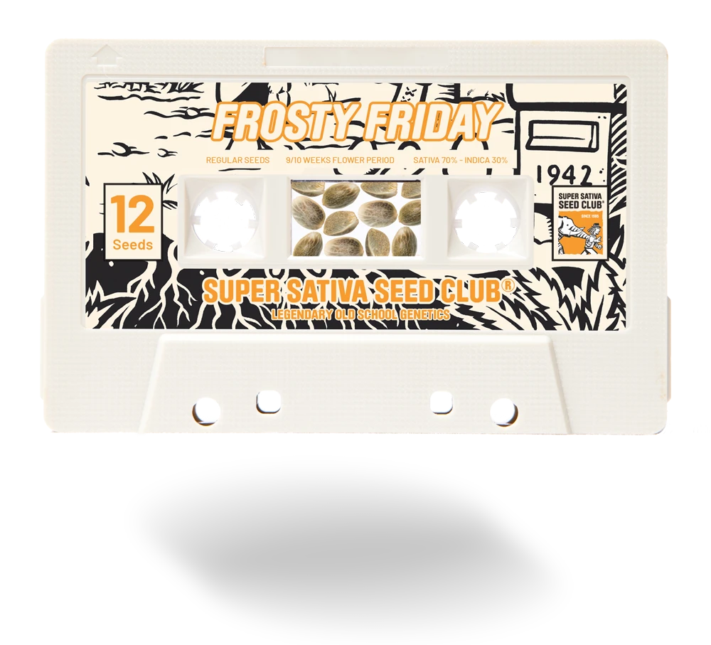 SSSC041201 - SUPER SATIVA SEED CLUB - FROSTY FRIDAY REG | 12 SEEDS