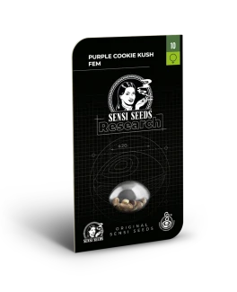 SENSI SEEDS RESEARCH - PURPLE COOKIES KUSH FEM | 3 SEEDS