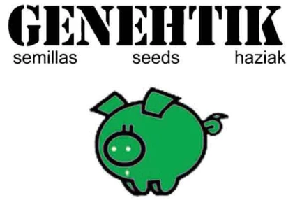 GENEHTIK SEEDS - KRITIKAL BILBO CBD FEM | 1 SEED