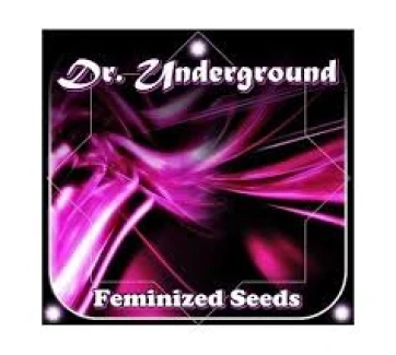 DR. UNDERGROUND - AUTO KING KONG FEM | 4 SEEDS