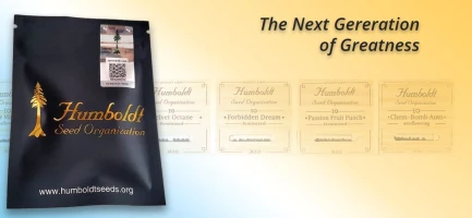 HUMBOLDT SEED ORGANIZATION - AMHEREST SOUR DIESEL FEM | 25 SEEDS