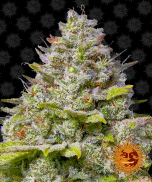 BFBLG413 - BARNEY'S FARM - BLUE ICE CREAM 41 FEM | 3 SEMILLAS