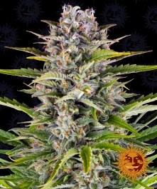 BF1001701 - BARNEY'S FARM - GORILLA ZKITTLEZ AUTO FEM | 1 SEMILLA