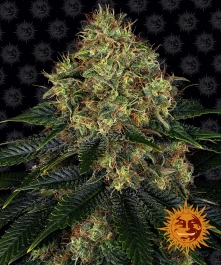 BF1002103 - BARNEY'S FARM - SKYWALKER OG AUTO FEM | 3 SEMILLAS