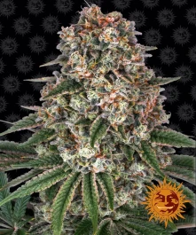 BFTCB10F - BARNEY'S FARM - TROPICANNA BANANA FEM | 10 SEMILLAS