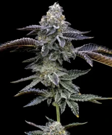 BF2007605 - BARNEY'S FARM - BLUE DREAM FEM | 5 SEMILLAS