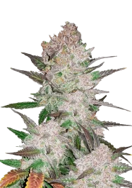 FBS05F9020 - FAST BUDS - CREAM COOKIES AUTO FEM | 5 SEMILLAS