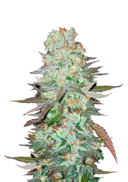 FBS03F9002 - FAST BUDS - G14 AUTO FEM | 3 SEMILLAS