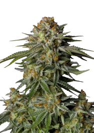 FBFFNA20003 - FAST BUDS - GG4 SHERBET FAST FLOWERING FEM | 3 SEMILLAS