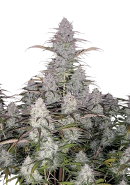 FBS05F9011 - FAST BUDS - GREEN CRACK AUTO FEM | 5 SEMILLAS