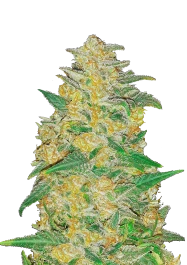 FBS01F9026 - FAST BUDS - ORIGINAL AK AUTO | 1 SEMILLA