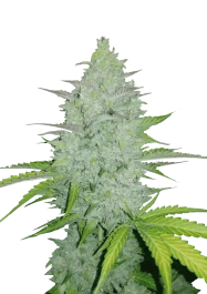 FBS01F9029 - FAST BUDS - ORIGINAL CHEESE AUTO | 1 SEMILLA