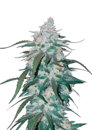 FBS05F9009 - FAST BUDS - PINEAPPLE EXPRESS AUTO | 5 SEMILLAS