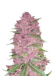 FBS05F9025 - FAST BUDS - PURPLE LEMONADE AUTO | 5 SEMILLAS