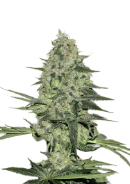 FBS03F9005 - FAST BUDS - RHINO RYDER AUTO | 3 SEMILLAS